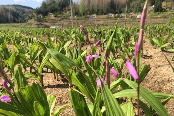 湖北汇农金源农博金草白芨 获得的致富机会越来越多