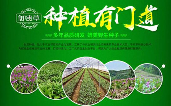 贵州华科金农生态农业发展有限公司 白芨种植市场前景广阔