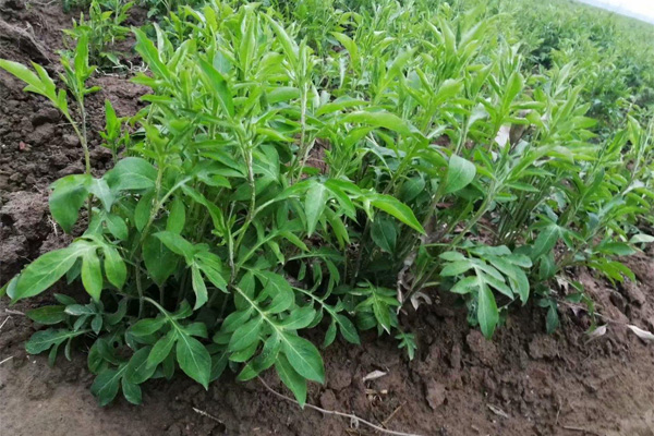 湖北鑫希望生态农业苍术种植 解决各种苍术种植问题