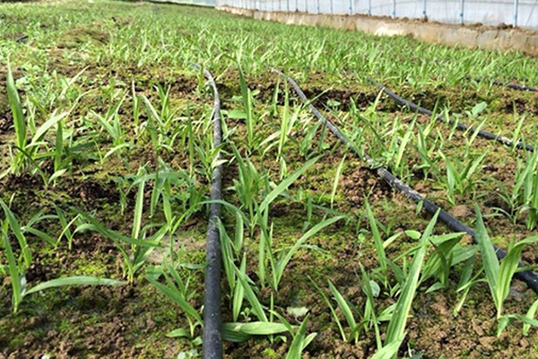 白芨种植创业新篇章，湖北百草堂共绘绿色事业